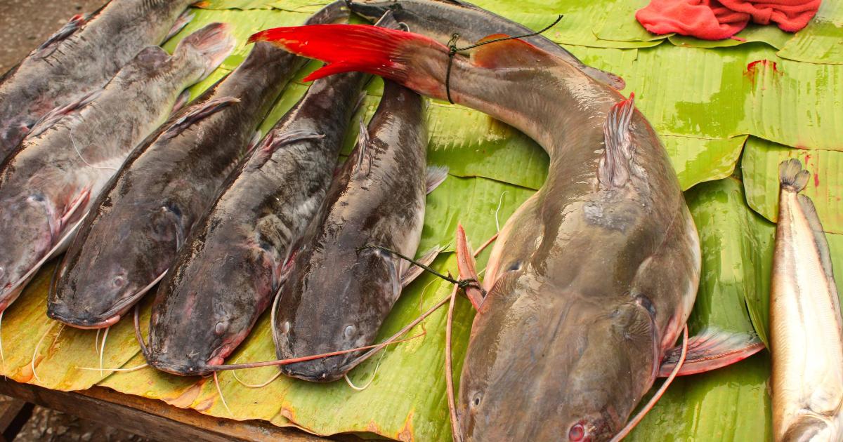 Tackling food loss in Mekong catfish value chain The National Tribune